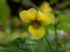 Viola glabella