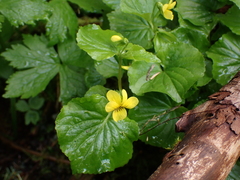 Viola glabella