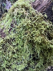 Callicladium imponens