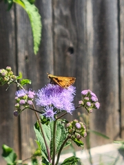 Hylephila phyleus