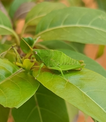 Sphenarium purpurascens