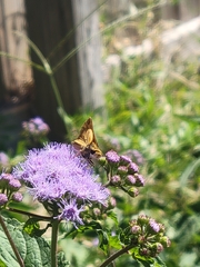 Hylephila phyleus