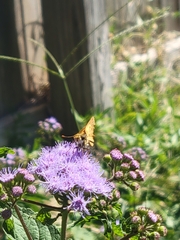 Hylephila phyleus