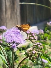 Hylephila phyleus