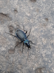Carabus intricatus