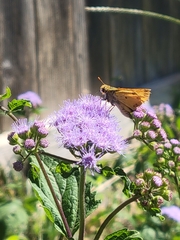 Hylephila phyleus