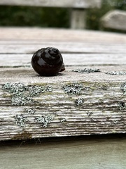 Cipangopaludina chinensis