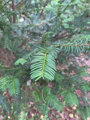 Taxaceae