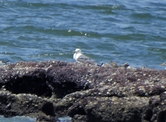 Larus fuscus barabensis