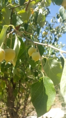 Styrax officinalis