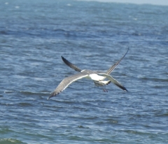 Larus fuscus barabensis