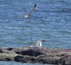 Larus fuscus barabensis