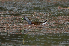 Porphyriops melanops