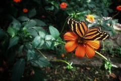 Eresia phillyra phillyra