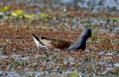 Porphyriops melanops