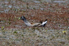 Porphyriops melanops