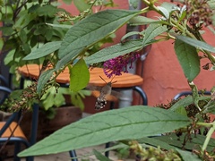 Macroglossum stellatarum