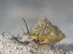 Trochus erithreus