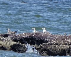 Larus fuscus barabensis