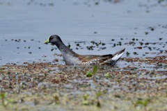 Porphyriops melanops