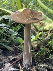 Oudemansiella
