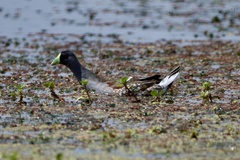 Porphyriops melanops