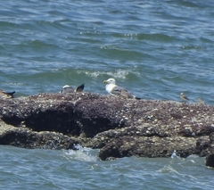 Larus fuscus barabensis