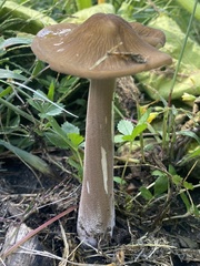 Oudemansiella