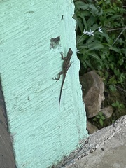 Anolis stratulus