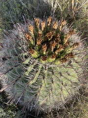 Ferocactus