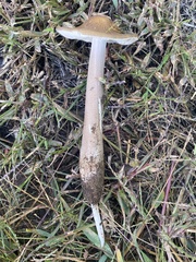Oudemansiella