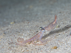 Callistoctopus ornatus