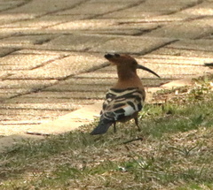 Upupa epops africana