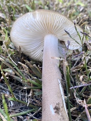 Oudemansiella