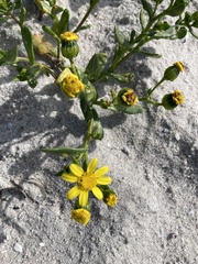 Senecio maritimus
