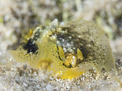Dendrodoris coronata