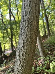 Phellodendron amurense