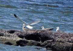 Larus fuscus barabensis