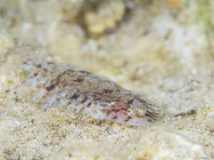 Aseraggodes