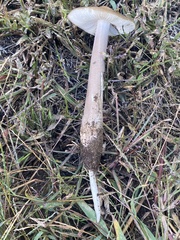 Oudemansiella
