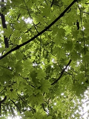 Phellodendron amurense