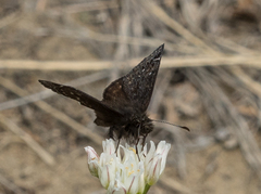 Erynnis persius fredericki