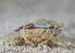 Pseudopalicus investigatoris