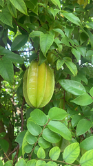 Averrhoa carambola