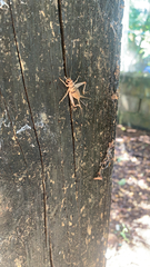 Gryllodes sigillatus