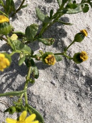 Senecio maritimus