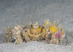 Camposcia retusa