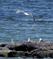 Larus fuscus barabensis