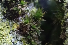 Orthotrichum