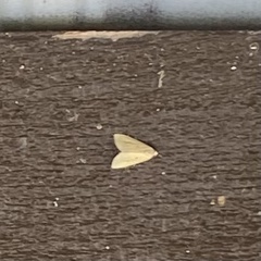 Pareuchaetes insulata